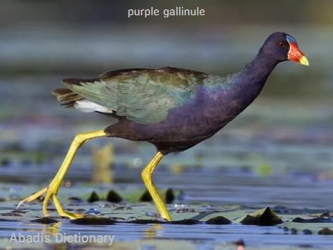 purple gallinule